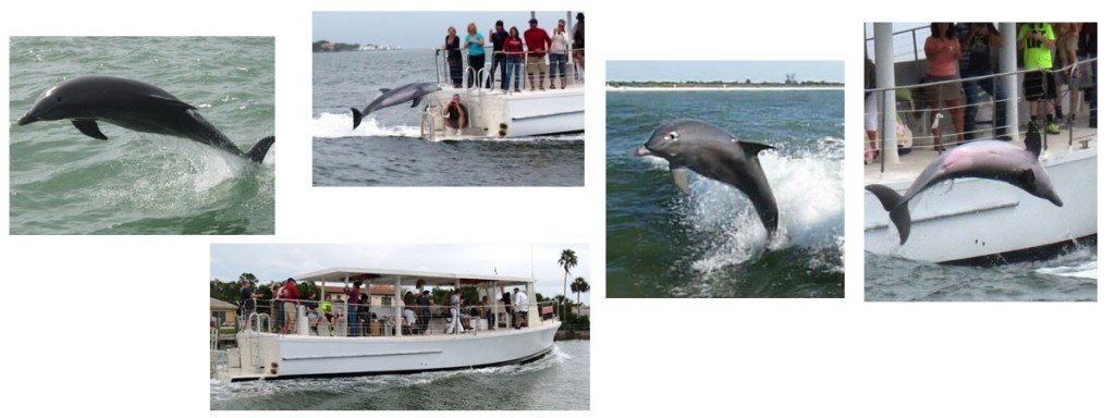 Dolphin watching during Egmont Key boat trip.